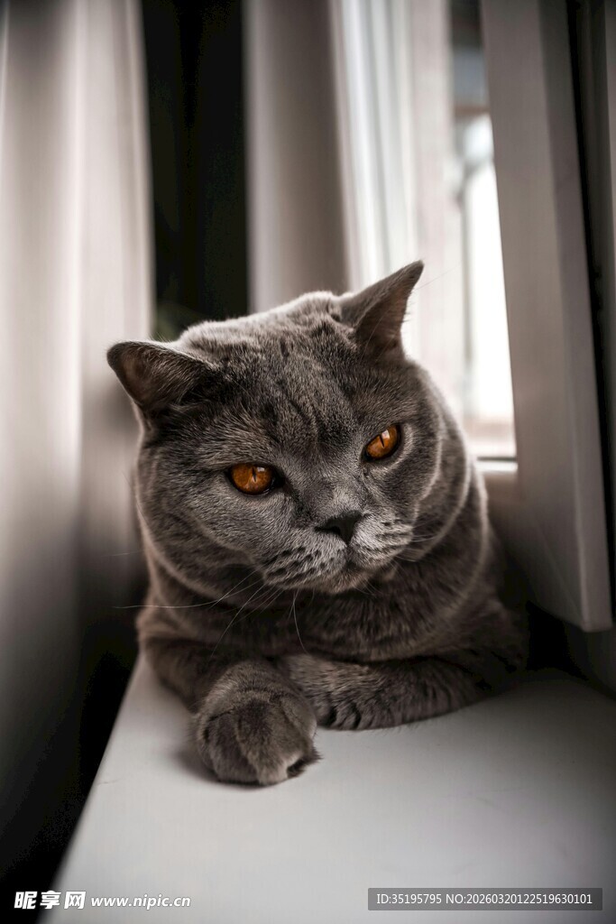 窗边的灰猫