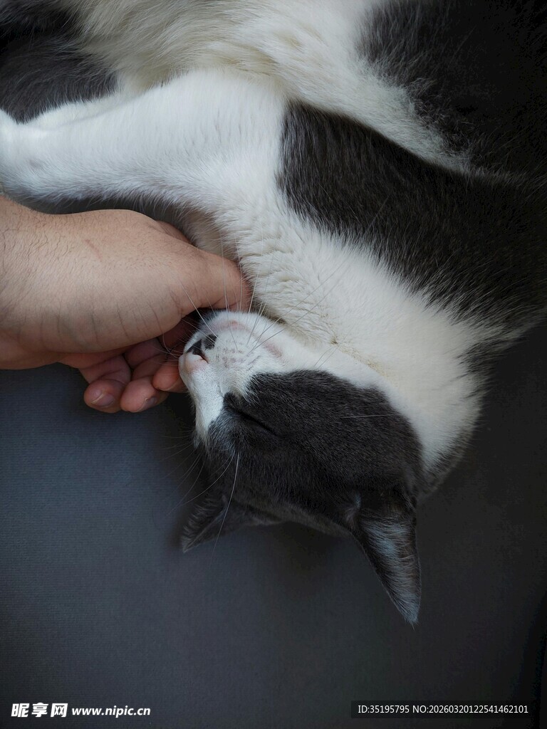 人与猫咪亲昵互动瞬间