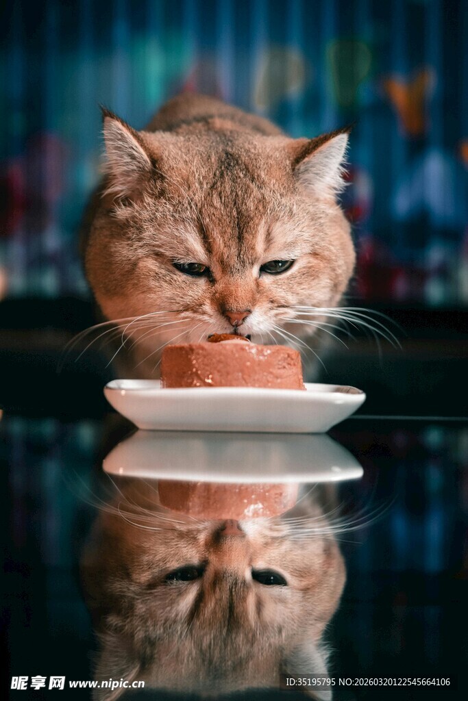 猫咪专注进食可爱瞬间