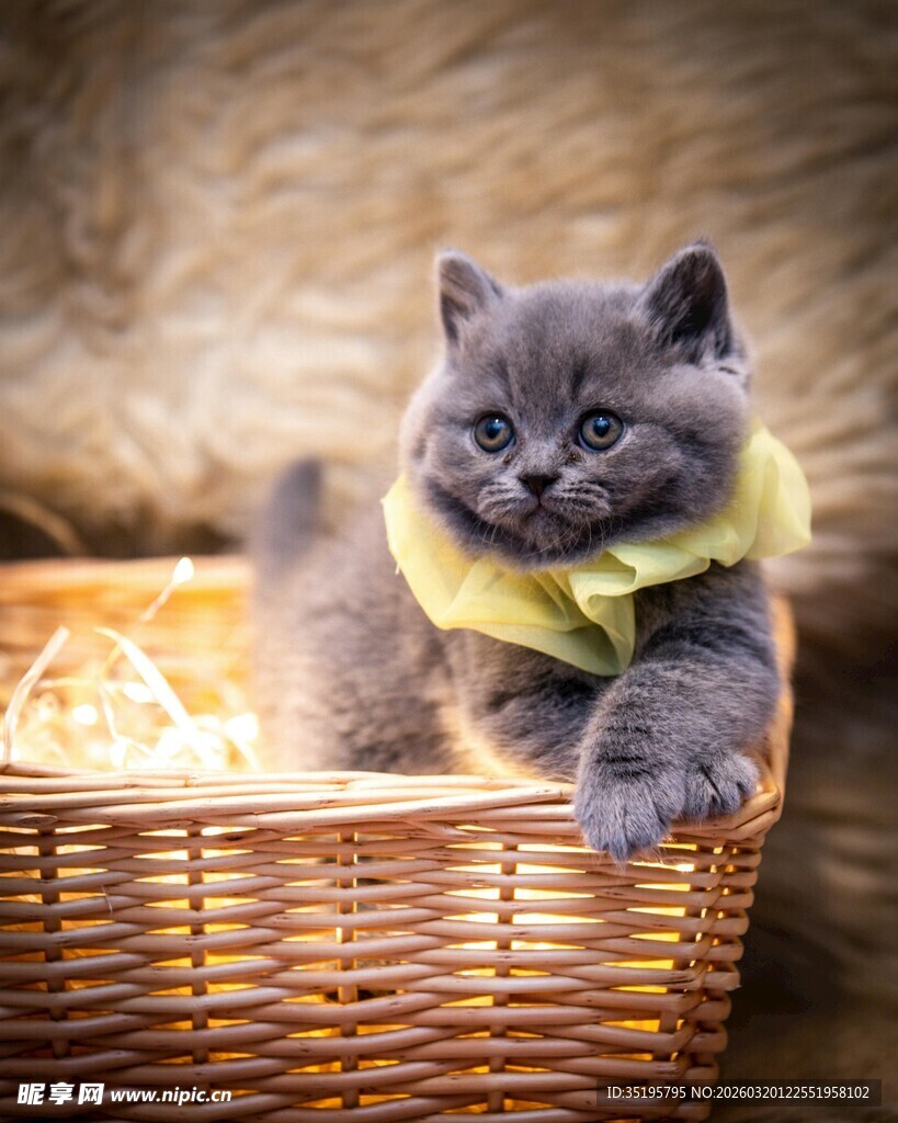 篮子里的萌趣小蓝猫