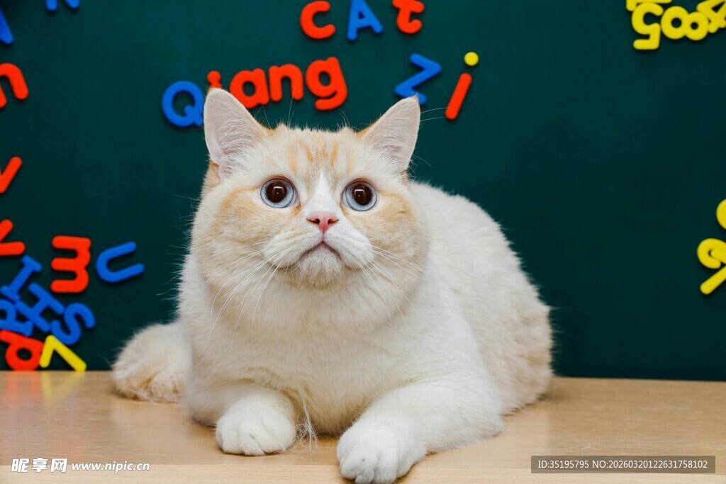 萌猫端坐于多彩背景前