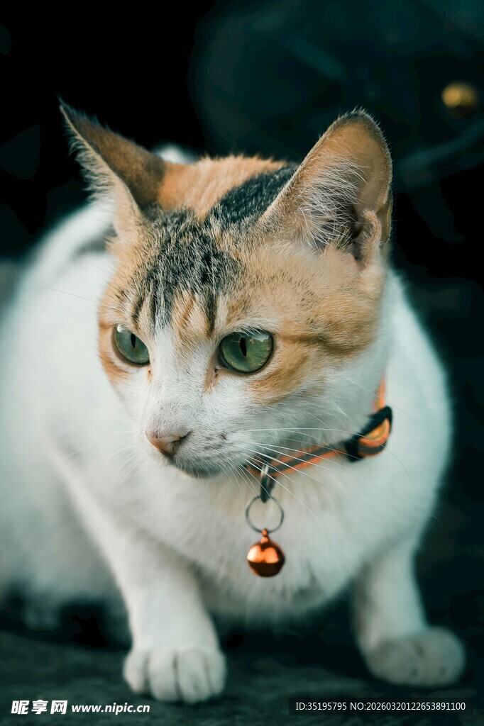 三色猫咪佩戴铃铛特写