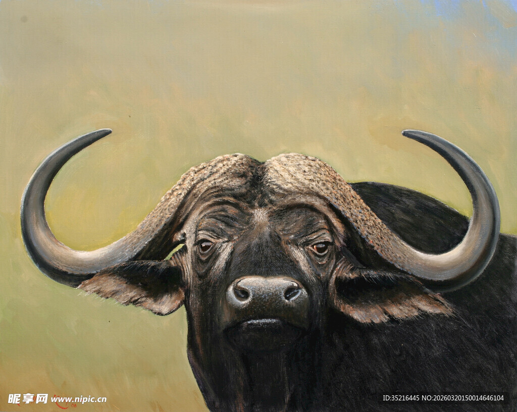 长角水牛特写
