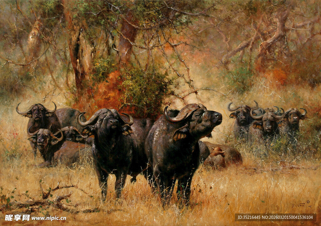 草原上的野牛群