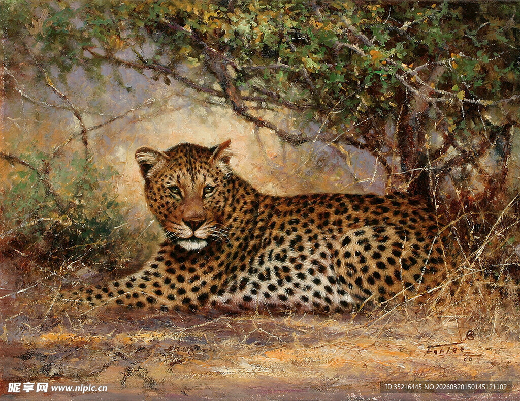 丛林中休憩的花豹