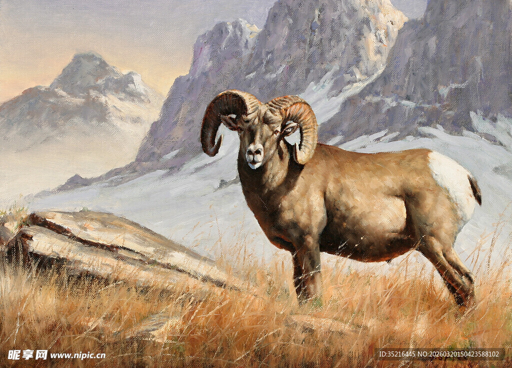 高山上的大角羊
