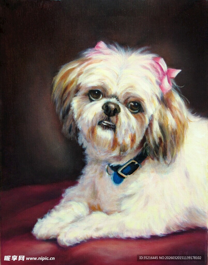 可爱西施犬趴卧