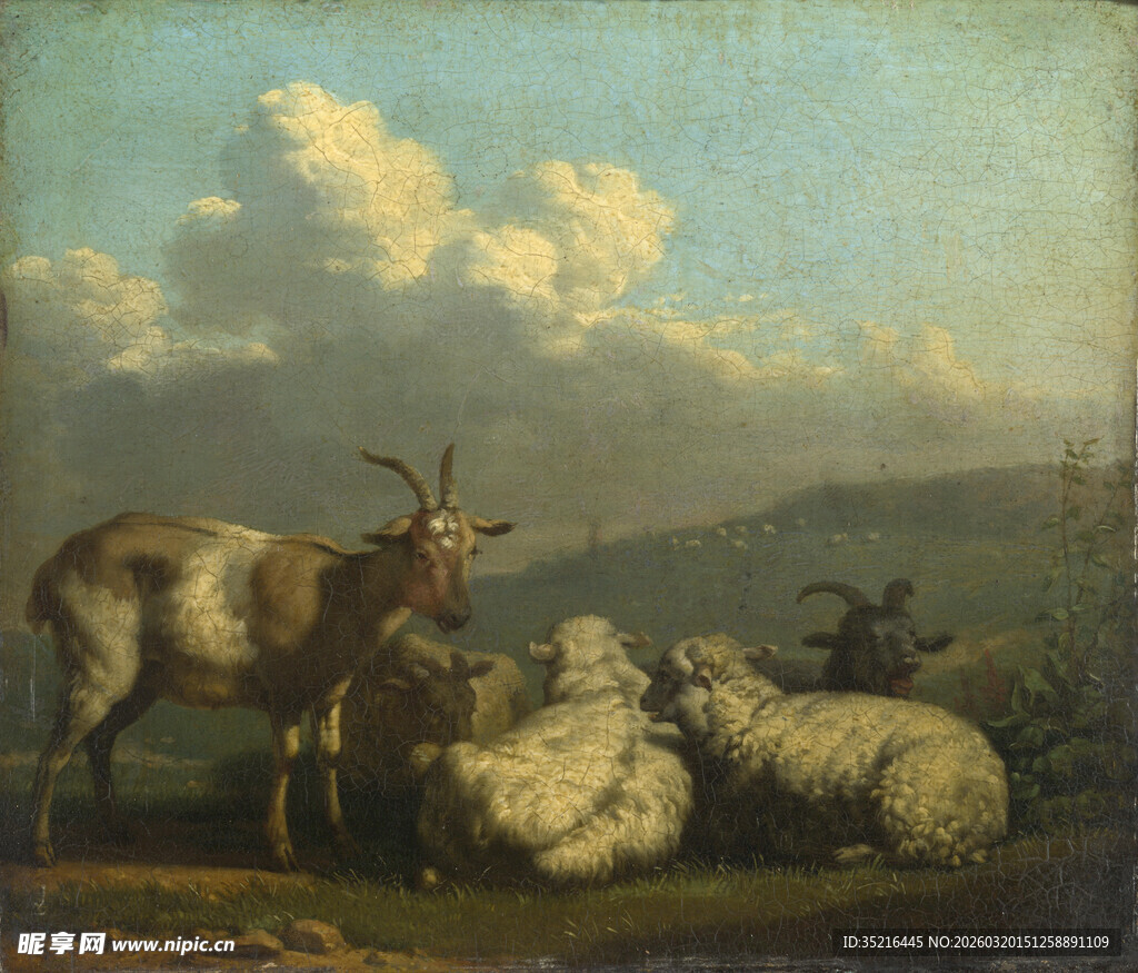 田园牧场景象中的羊群山羊