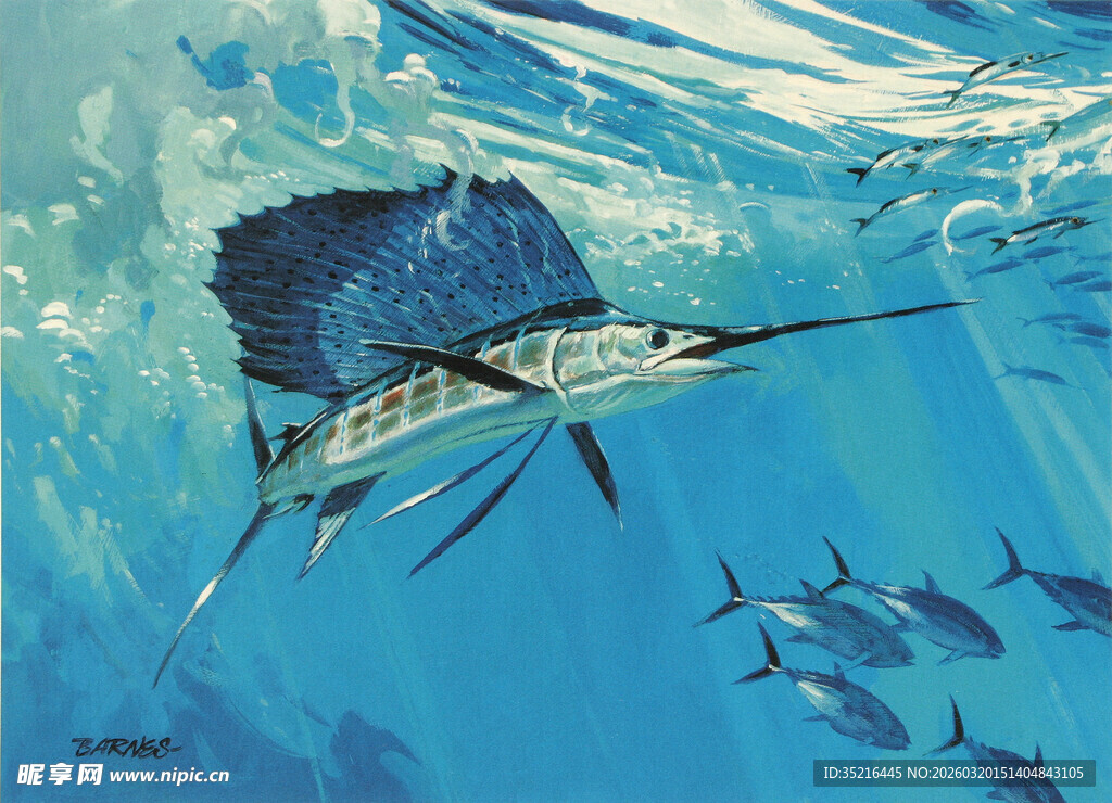 海洋中畅游的旗鱼与群鱼