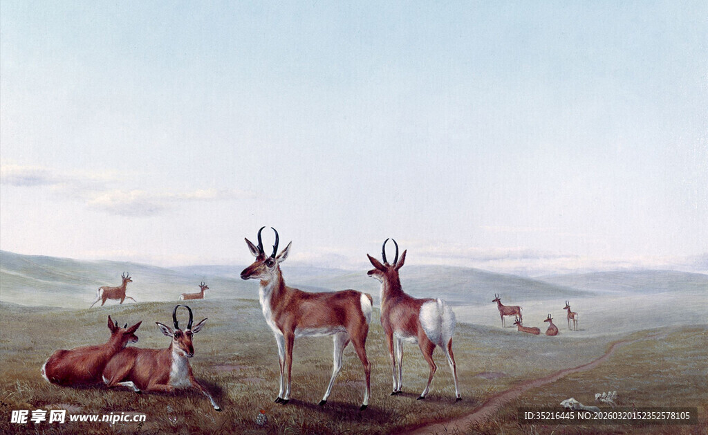 草原上的羚羊群