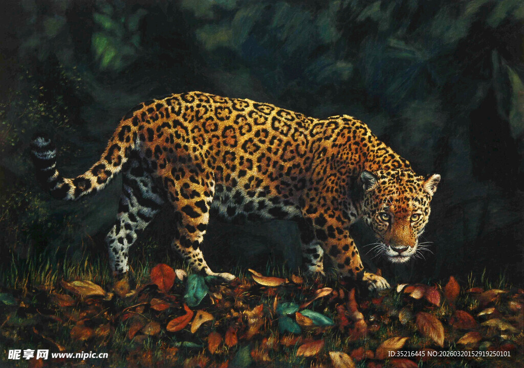 丛林中行走的花豹