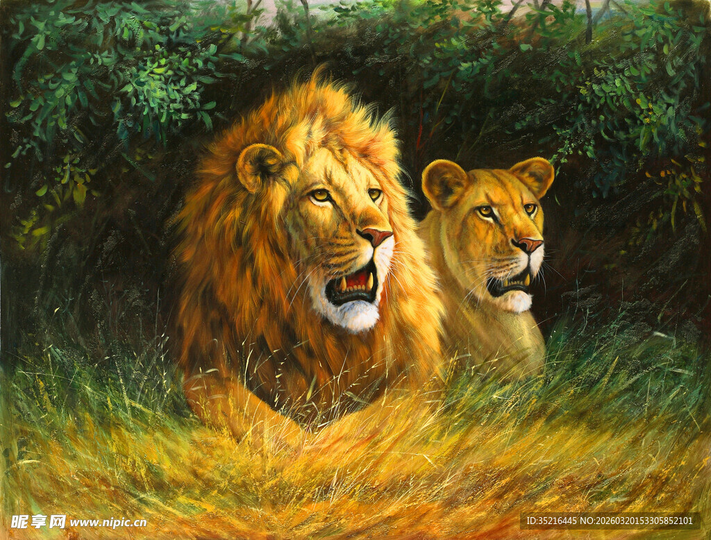 草原上的雄狮与雌狮