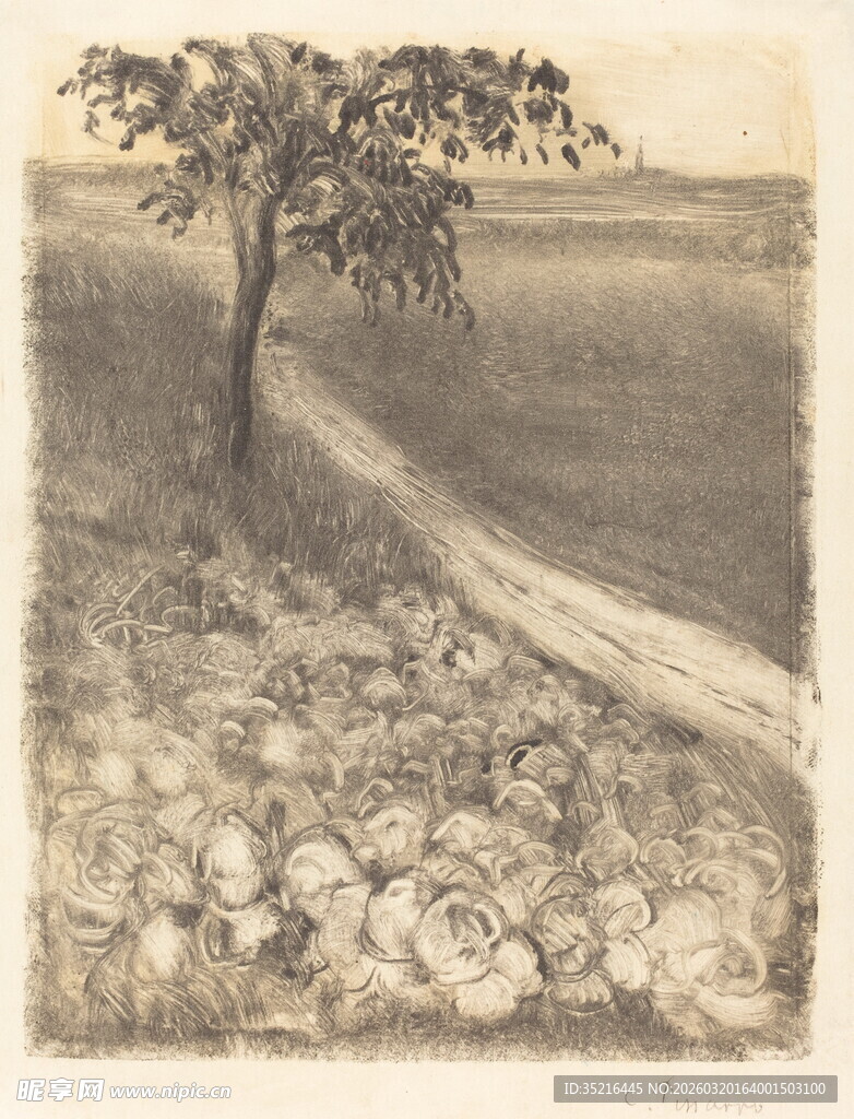 乡村小路旁的孤树