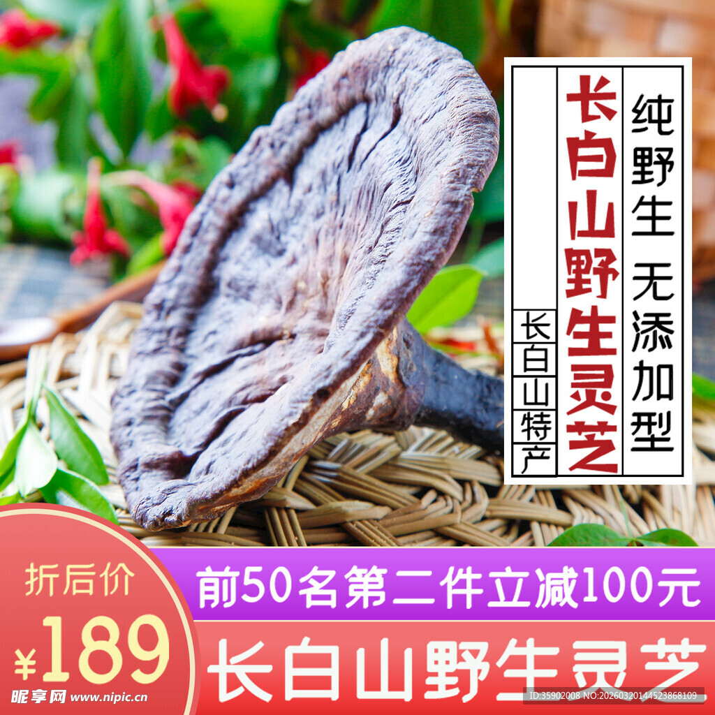 长白山野生灵芝展示