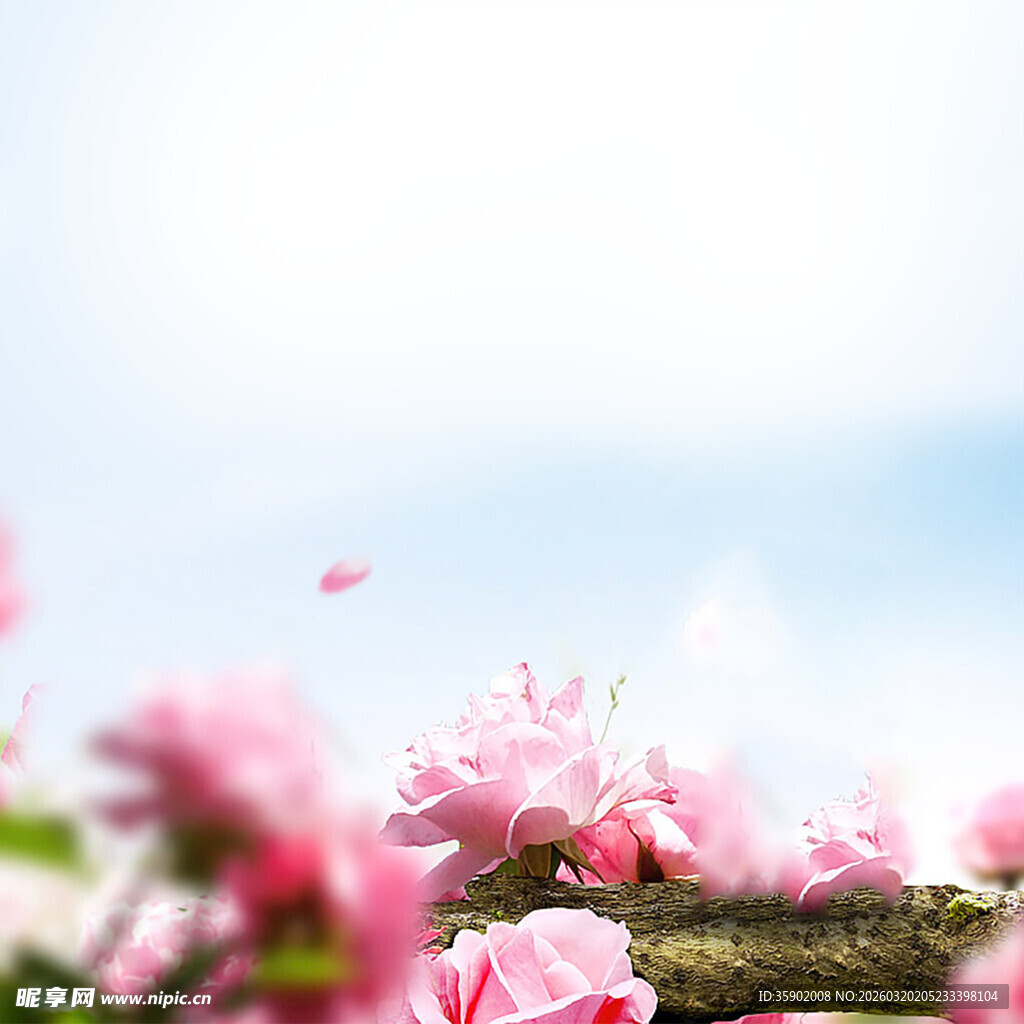 春日绽放的粉嫩樱花