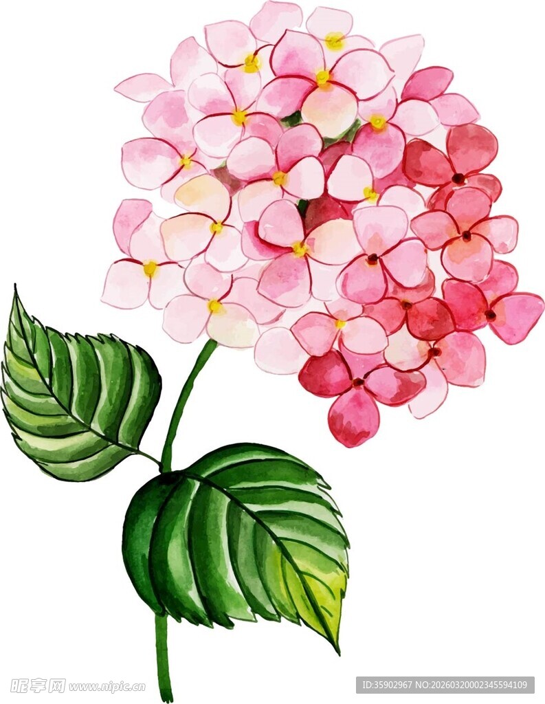 手绘粉色绣球花