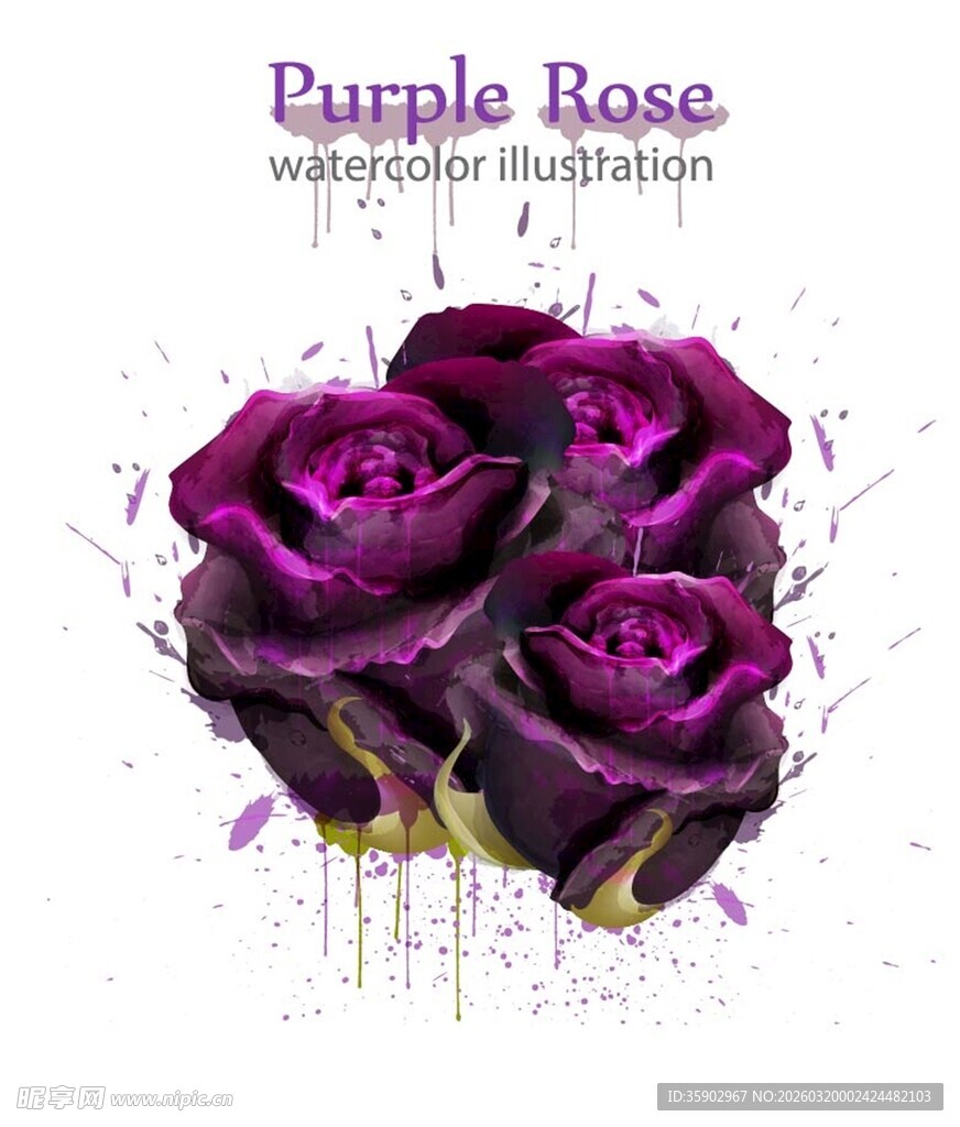 紫色水彩玫瑰插画