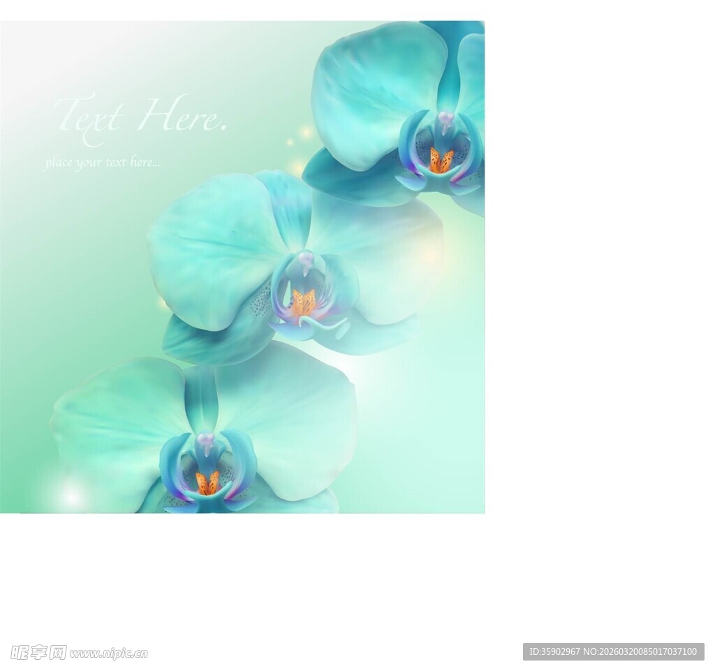 淡蓝色优雅兰花花卉图