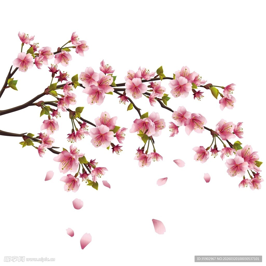 枝头绽放的烂漫粉色樱花