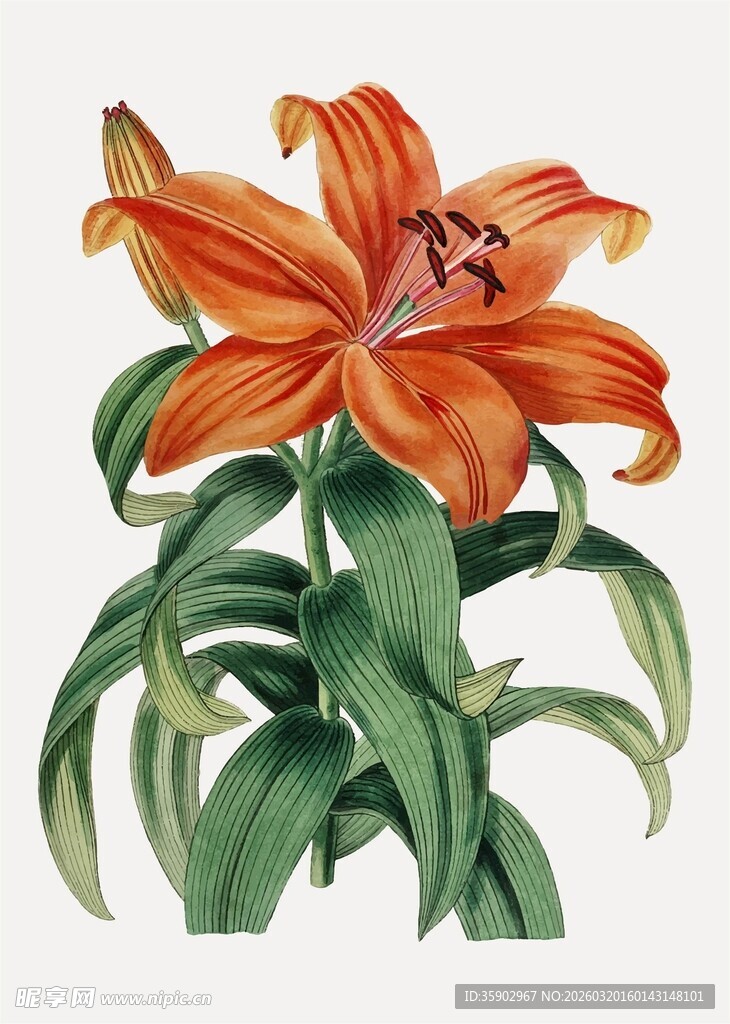 橙色百合花插画