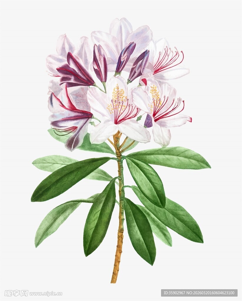 水彩绘粉色花卉植物