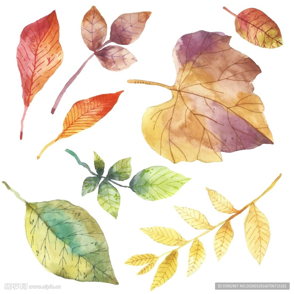 水彩绘多彩秋叶