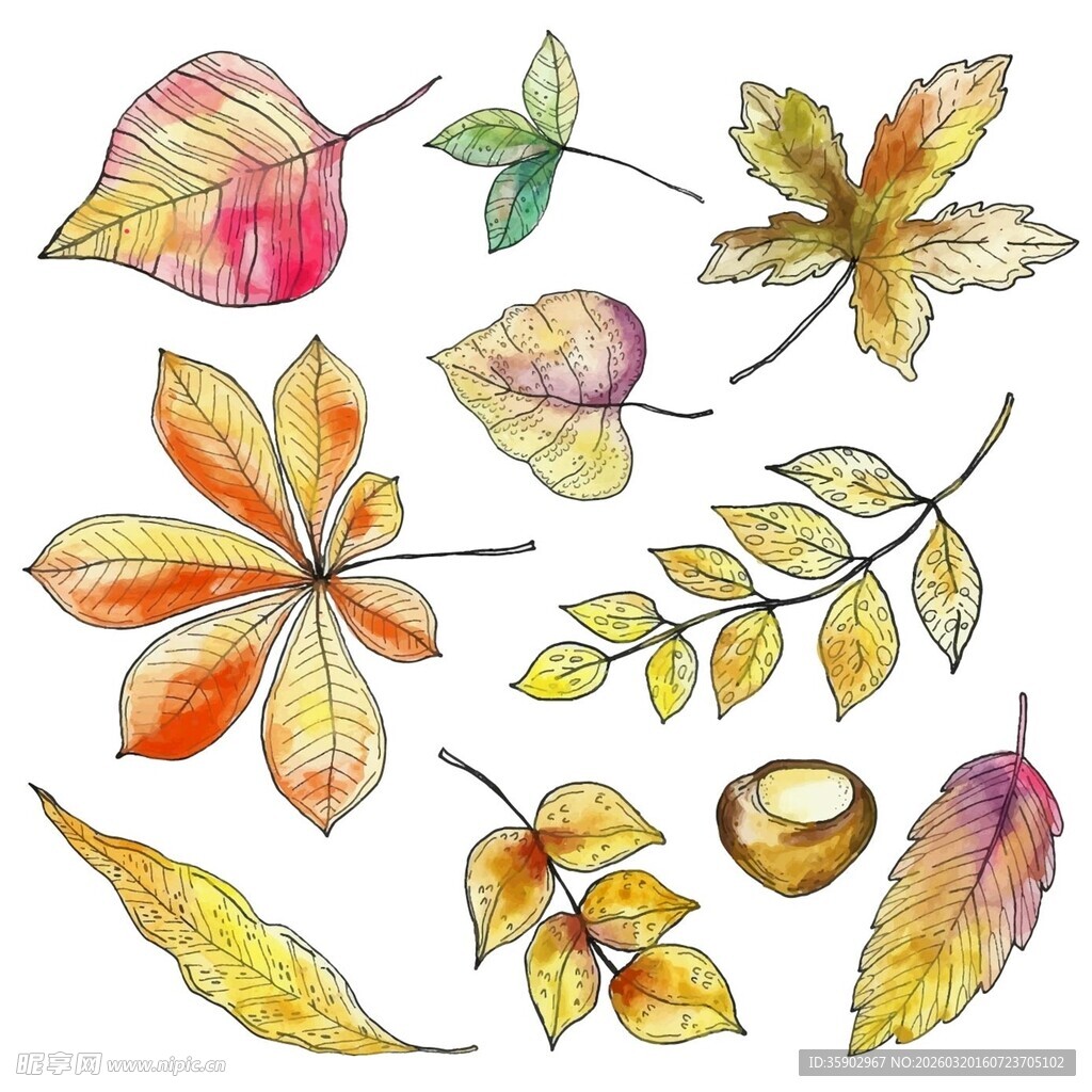 多彩秋叶与坚果插画