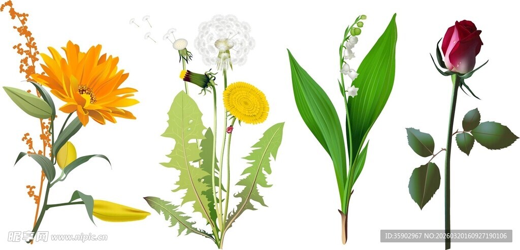 多彩花卉植物展示