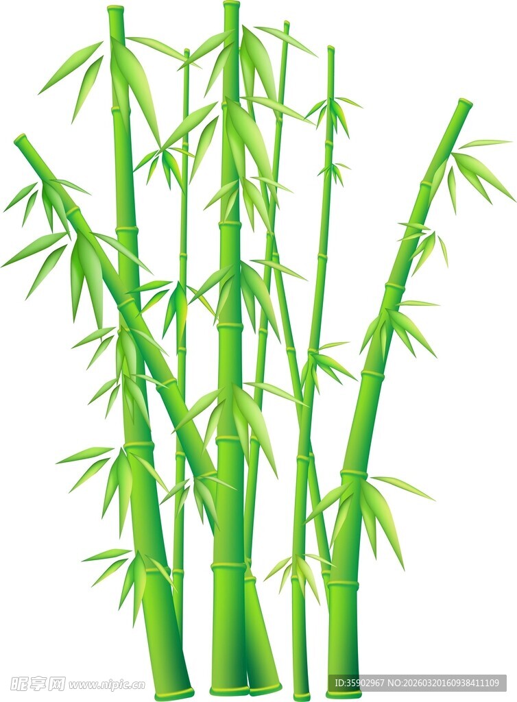 翠绿挺拔的丛生竹子