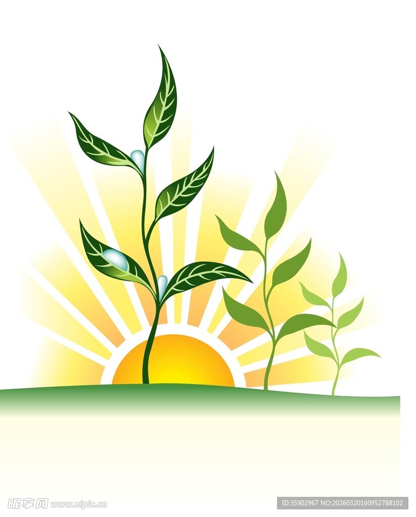 阳光中生长的嫩绿植物