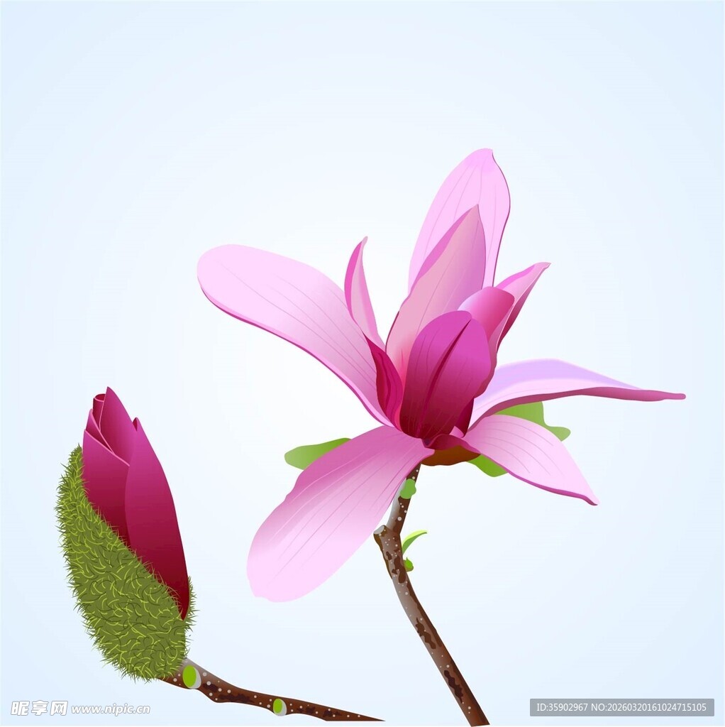 娇艳玉兰花绽放