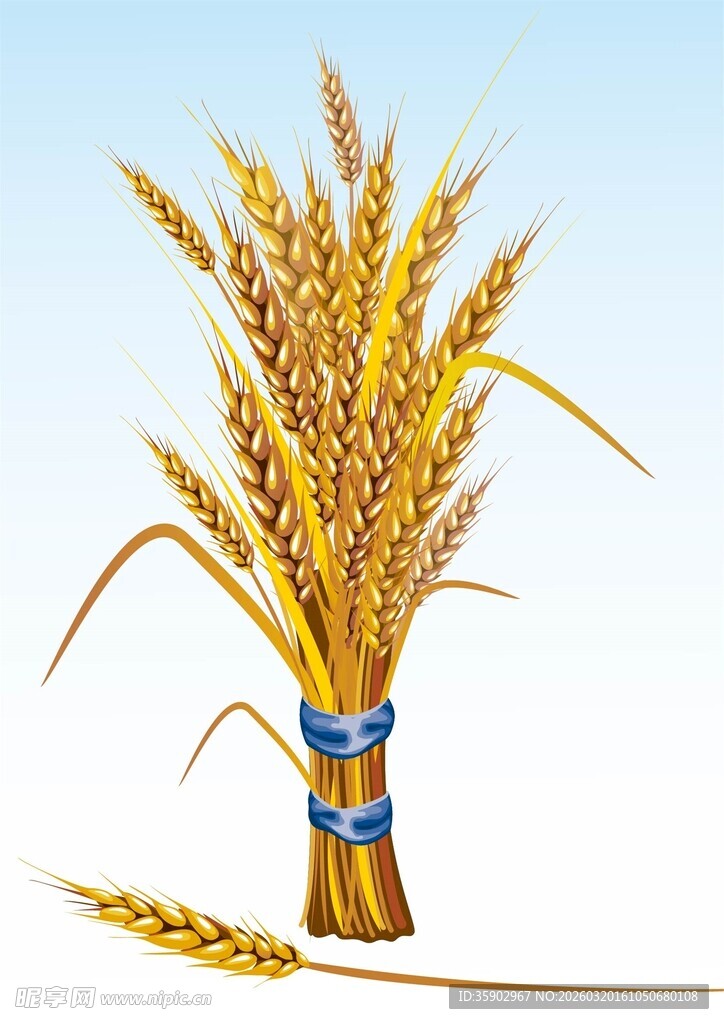 一束金黄饱满的麦穗