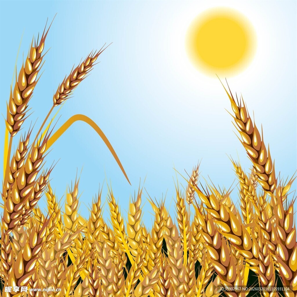 金色麦田阳光照耀的丰收景