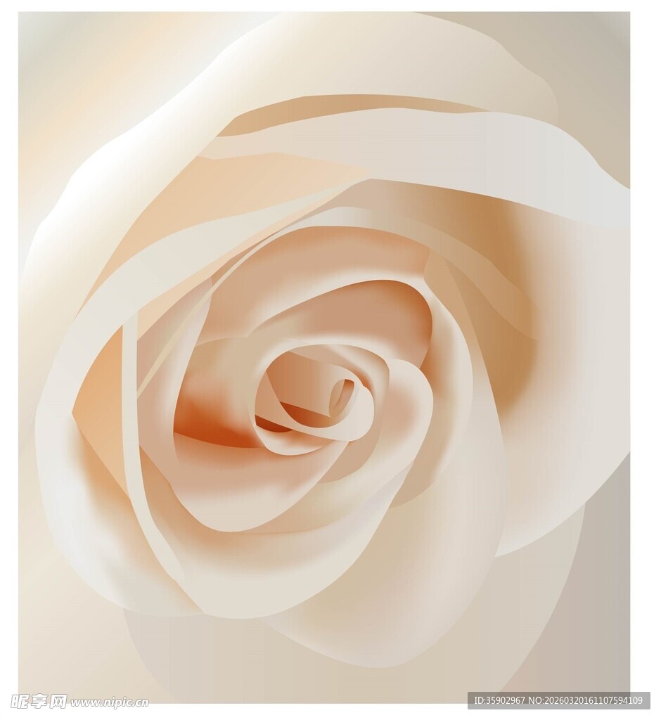 淡粉色优雅绽放的玫瑰花