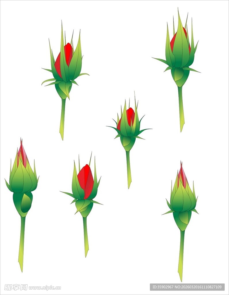 含苞待放的鲜艳玫瑰花苞