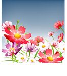 缤纷花朵绽放于蓝天之下