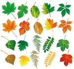 多彩秋叶集合