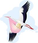 送子鹳衔婴儿飞行图