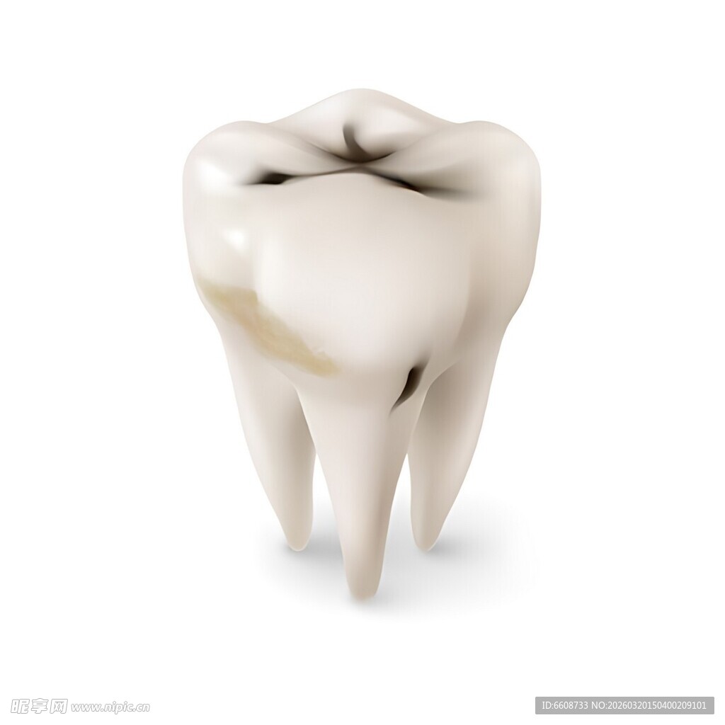 单颗牙齿模型展示