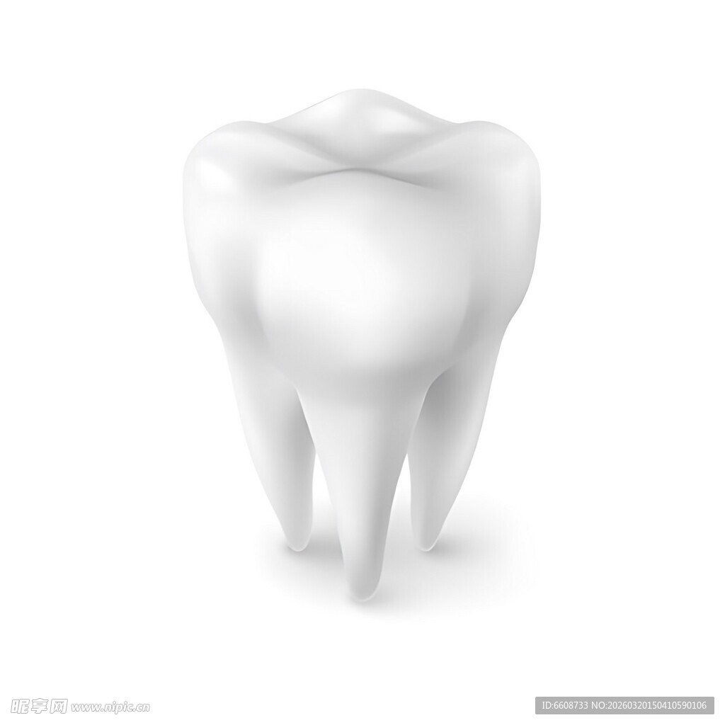 单颗牙齿模型展示