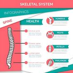 骨骼系统信息图表