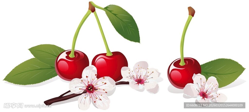 樱桃与樱桃花的美丽组合