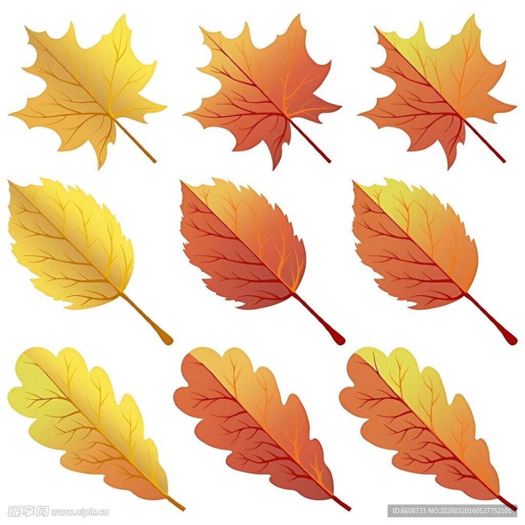 秋季多彩枫叶插画素材