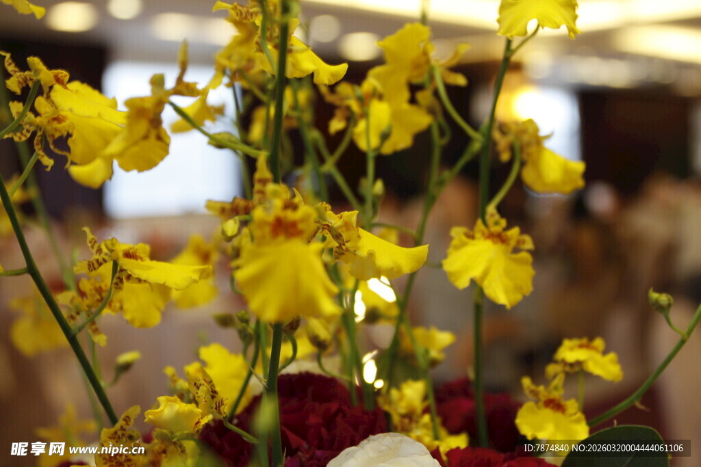 黄色兰花绽放室内美景