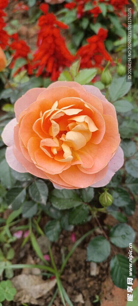 月季花 娇艳花朵绽放生机