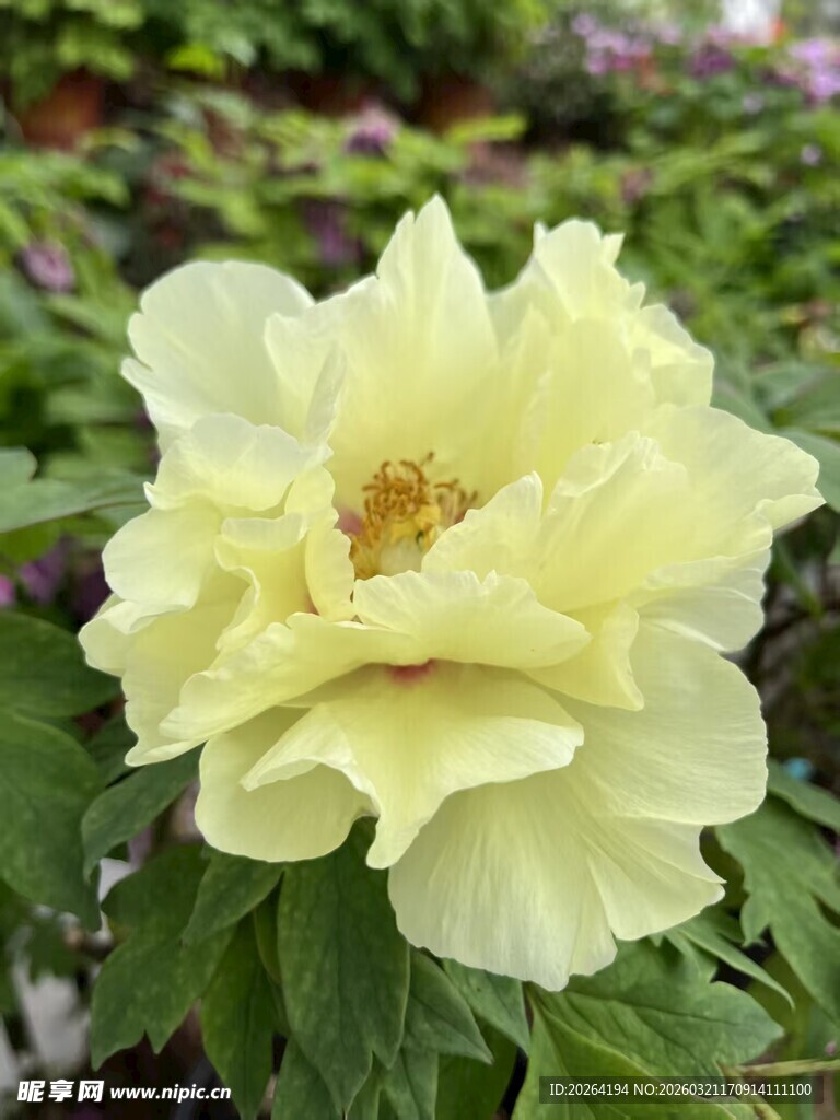 黄色牡丹花特写