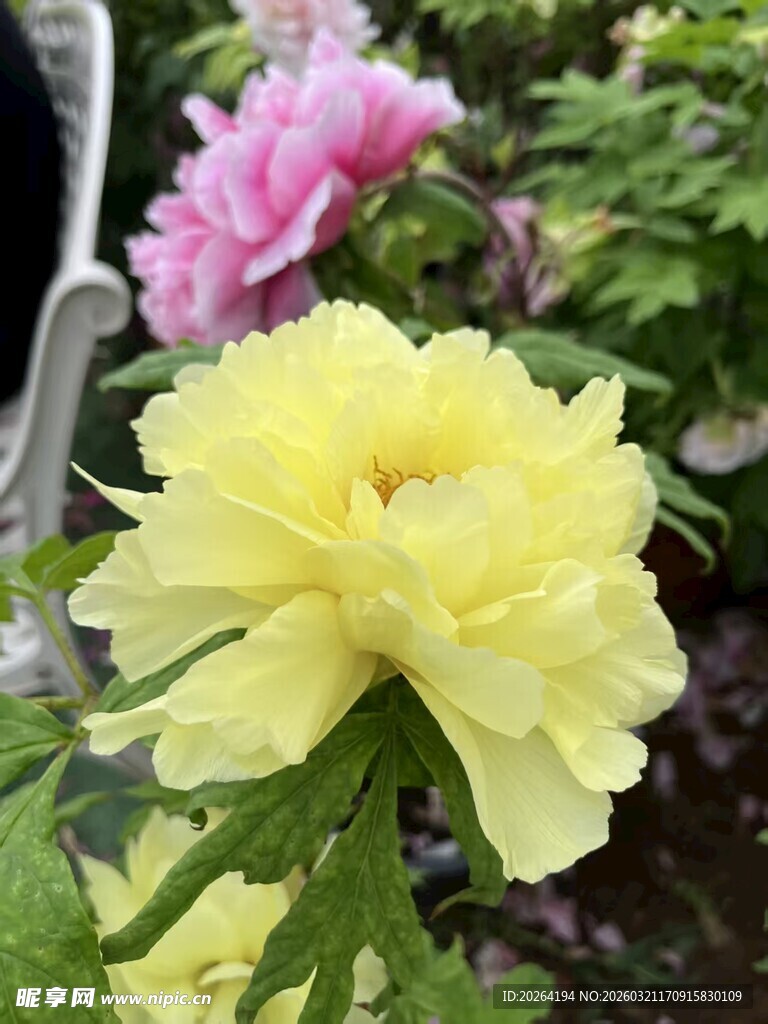 娇艳黄牡丹绽放