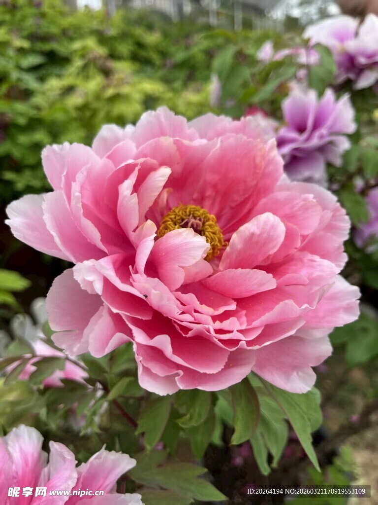 娇艳盛开的粉色牡丹花