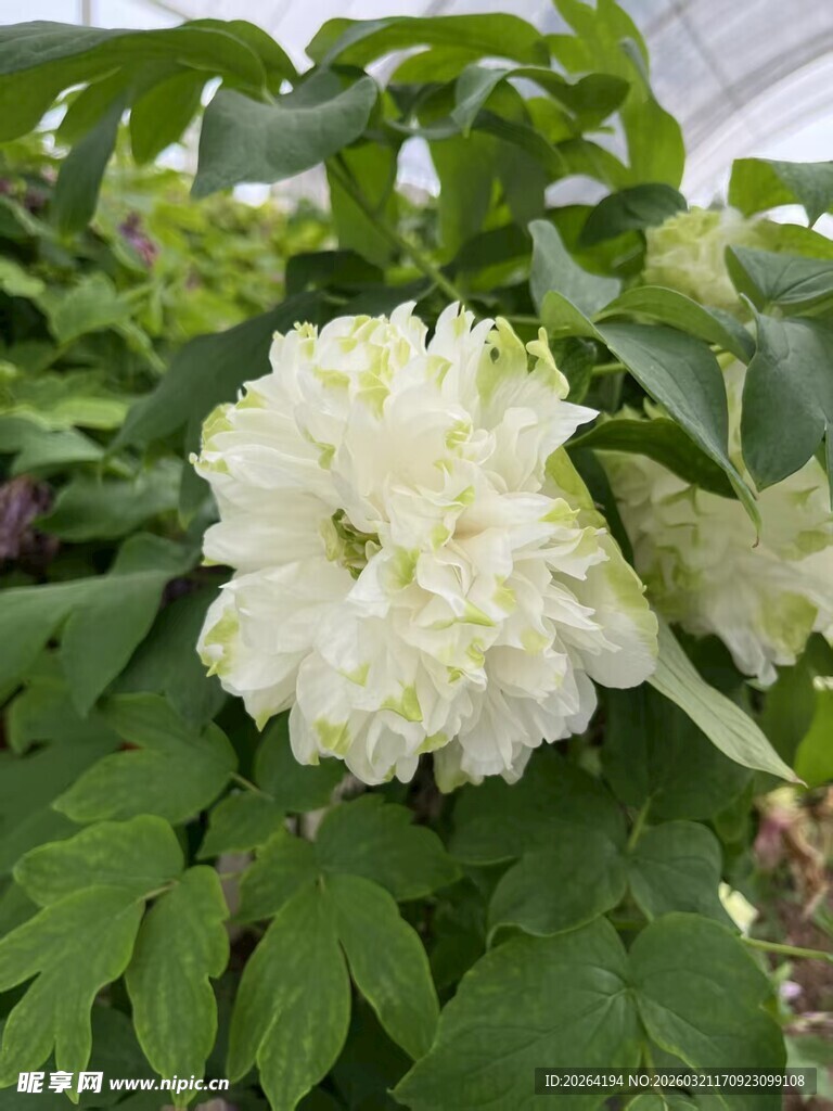 洁白牡丹花绽放绿叶间