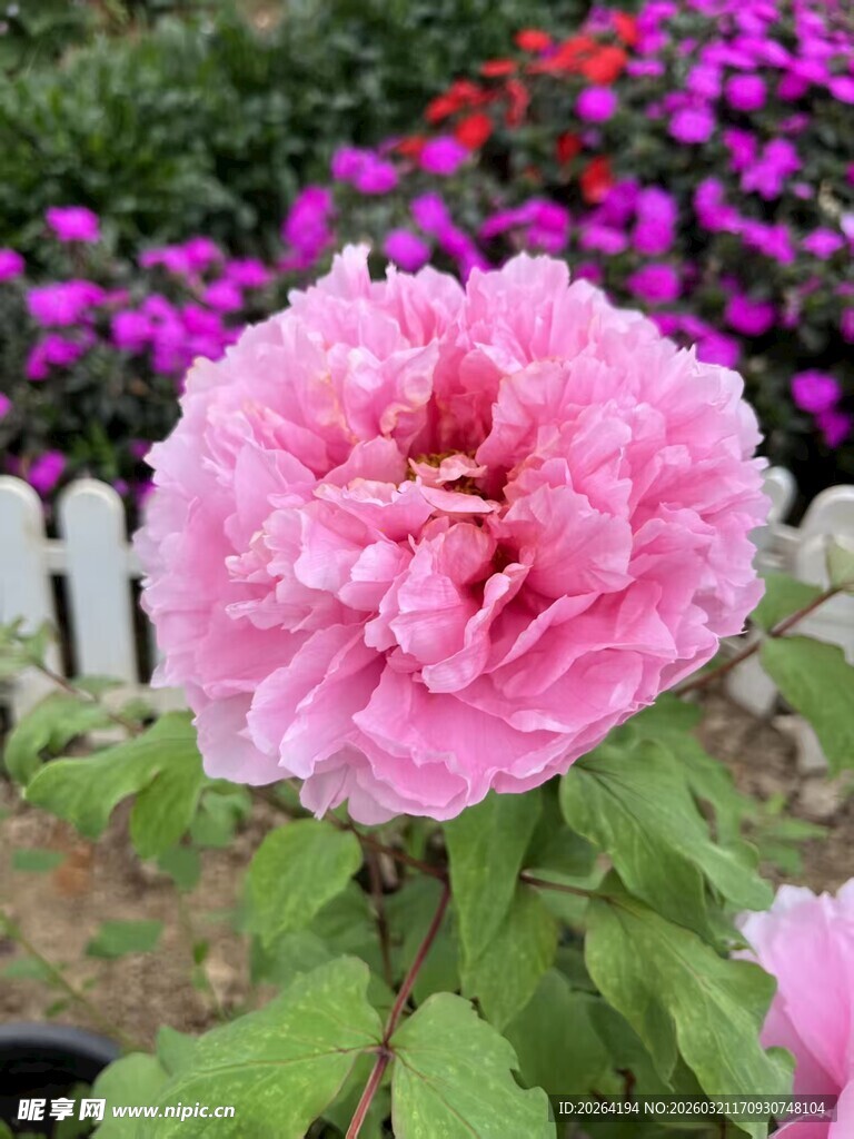 娇艳盛开的粉色牡丹花